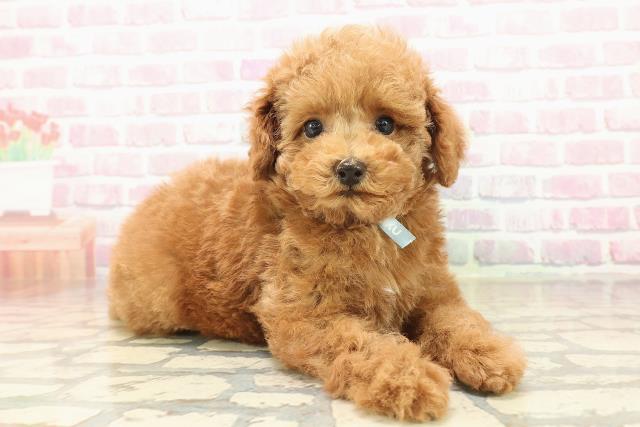 栃木県のトイプードル(トイ) (Coo&RIKU宇都宮店/2025年9月23日生まれ/男の子/アプリコット)の子犬の3枚目の画像