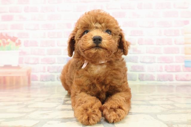 神奈川県のトイプードル(トイ) (Coo&RIKU平塚店/2025年9月23日生まれ/女の子/レッド)の子犬の1枚目の画像