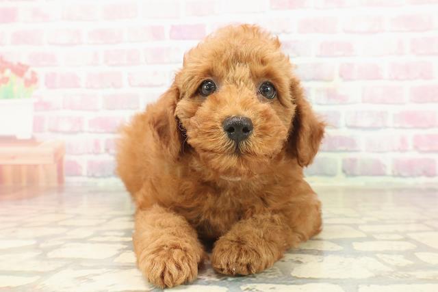 神奈川県のトイプードル(トイ) (Coo&RIKU横須賀店/2025年9月23日生まれ/女の子/レッド)の子犬の1枚目の画像