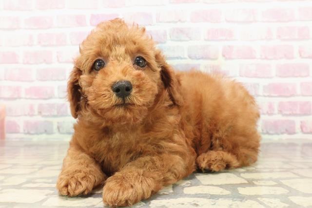 神奈川県のトイプードル(トイ) (Coo&RIKU横須賀店/2025年9月23日生まれ/女の子/レッド)の子犬の2枚目の画像