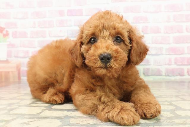 神奈川県のトイプードル(トイ) (Coo&RIKU横須賀店/2025年9月23日生まれ/女の子/レッド)の子犬の3枚目の画像