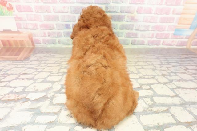 神奈川県のトイプードル(トイ) (Coo&RIKU横須賀店/2025年9月23日生まれ/女の子/レッド)の子犬の4枚目の画像