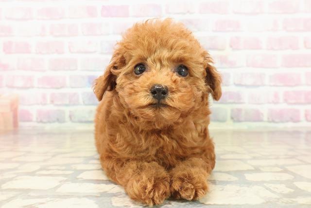 神奈川県のトイプードル(トイ) (Coo&RIKU秦野店/2025年9月23日生まれ/女の子/レッド)の子犬の1枚目の画像