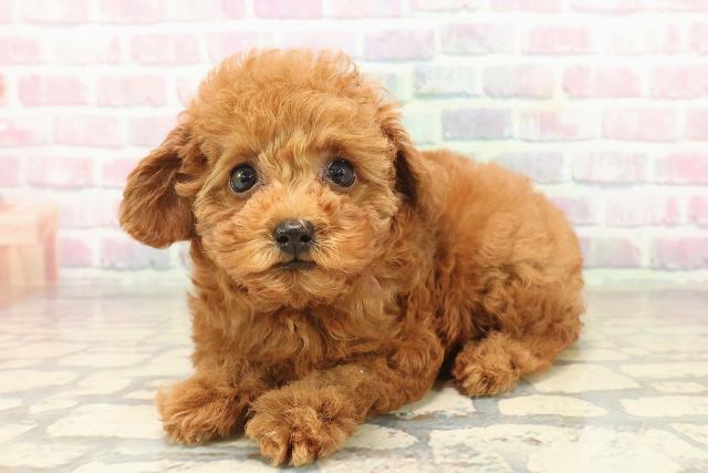 神奈川県のトイプードル(トイ) (Coo&RIKU秦野店/2025年9月23日生まれ/女の子/レッド)の子犬の2枚目の画像