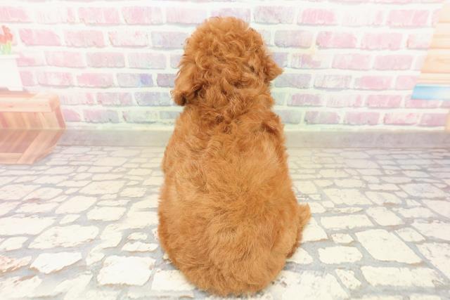 神奈川県のトイプードル(トイ) (Coo&RIKU秦野店/2025年9月23日生まれ/女の子/レッド)の子犬の4枚目の画像