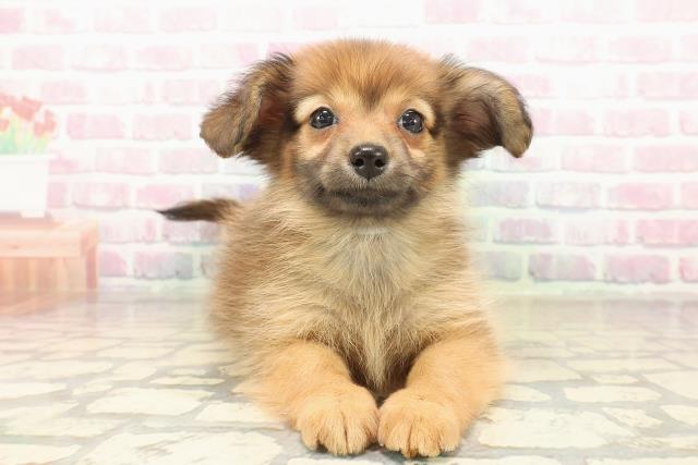 神奈川県のポメックス(ポメラニアン×ダックス) (Coo&RIKU横須賀店/2025年9月24日生まれ/男の子/レッド)の子犬の1枚目の画像