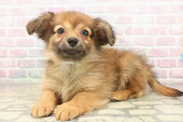 神奈川県のポメックス(ポメラニアン×ダックス) (Coo&RIKU横須賀店/2025年9月24日生まれ/男の子/レッド)の子犬の2枚目の画像