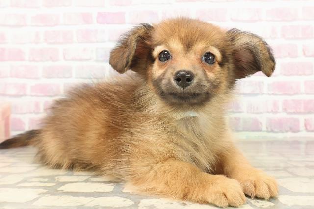 神奈川県のポメックス(ポメラニアン×ダックス) (Coo&RIKU横須賀店/2025年9月24日生まれ/男の子/レッド)の子犬の3枚目の画像