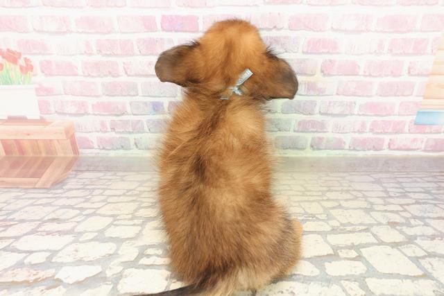 神奈川県のポメックス(ポメラニアン×ダックス) (Coo&RIKU横須賀店/2025年9月24日生まれ/男の子/レッド)の子犬の4枚目の画像