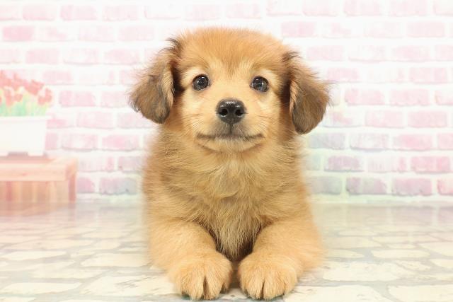 東京都のポメックス(ポメラニアン×ダックス) (Coo&RIKU福生店/2025年9月24日生まれ/男の子/レッド)の子犬の1枚目の画像