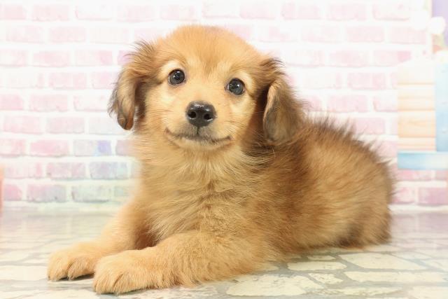 東京都のポメックス(ポメラニアン×ダックス) (Coo&RIKU福生店/2025年9月24日生まれ/男の子/レッド)の子犬の2枚目の画像