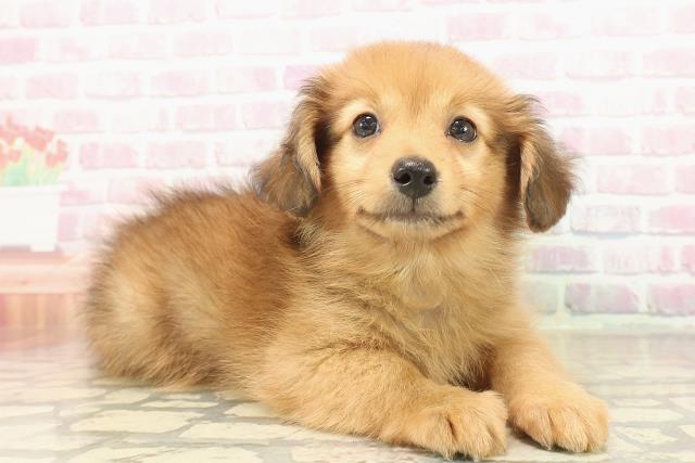 東京都のポメックス(ポメラニアン×ダックス) (Coo&RIKU福生店/2025年9月24日生まれ/男の子/レッド)の子犬の3枚目の画像