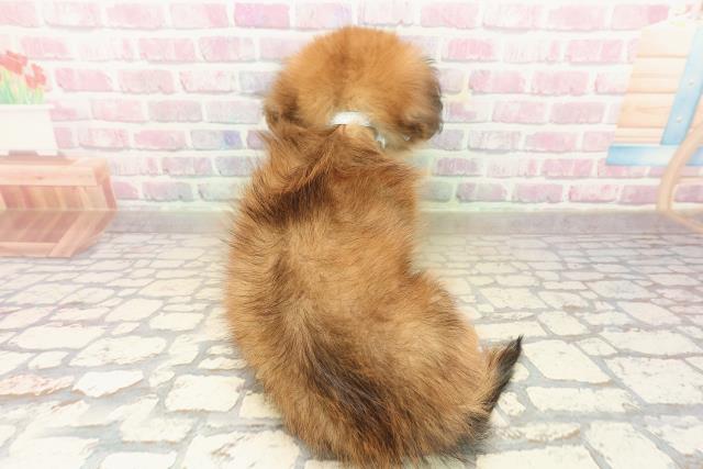 東京都のポメックス(ポメラニアン×ダックス) (Coo&RIKU福生店/2025年9月24日生まれ/男の子/レッド)の子犬の4枚目の画像