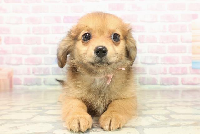 神奈川県のポメックス(ポメラニアン×ダックス) (Coo&RIKU秦野店/2025年9月24日生まれ/女の子/レッド)の子犬の1枚目の画像