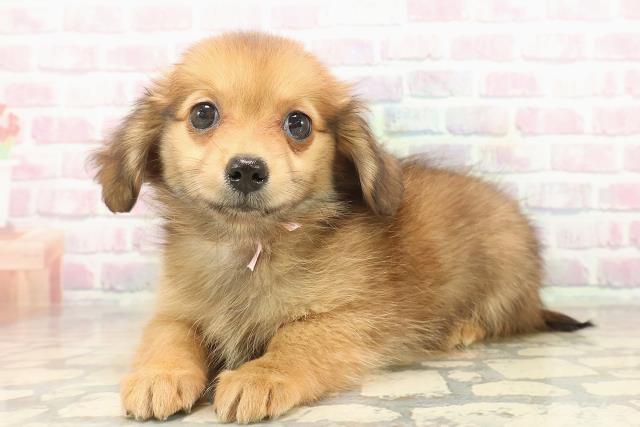 神奈川県のポメックス(ポメラニアン×ダックス) (Coo&RIKU秦野店/2025年9月24日生まれ/女の子/レッド)の子犬の2枚目の画像