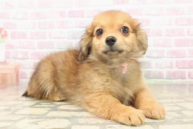 神奈川県のポメックス(ポメラニアン×ダックス) (Coo&RIKU秦野店/2025年9月24日生まれ/女の子/レッド)の子犬の3枚目の画像