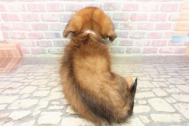 神奈川県のポメックス(ポメラニアン×ダックス) (Coo&RIKU秦野店/2025年9月24日生まれ/女の子/レッド)の子犬の4枚目の画像