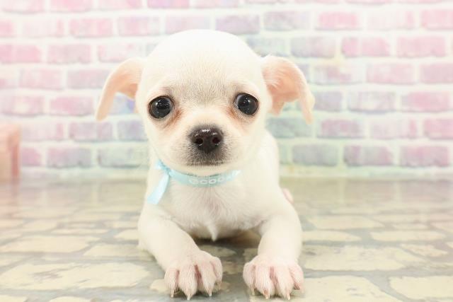 東京都のチワワ(スムース) (Coo&RIKU八王子西店/2025年9月24日生まれ/男の子/クリーム)の子犬