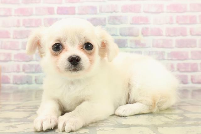 山梨県のチワワ(ロング) (Coo&RIKU甲府昭和通り店/2025年9月24日生まれ/男の子/クリーム)の子犬の2枚目の画像