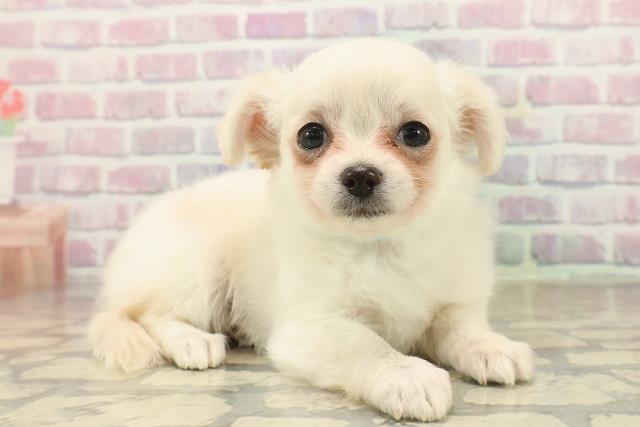 山梨県のチワワ(ロング) (Coo&RIKU甲府昭和通り店/2025年9月24日生まれ/男の子/クリーム)の子犬の3枚目の画像