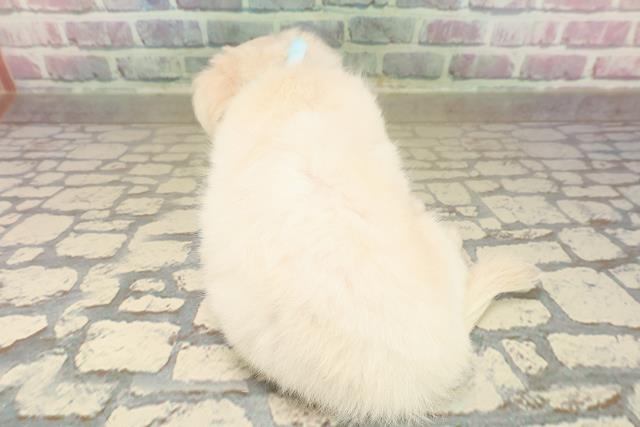 山梨県のチワワ(ロング) (Coo&RIKU甲府昭和通り店/2025年9月24日生まれ/男の子/クリーム)の子犬の4枚目の画像