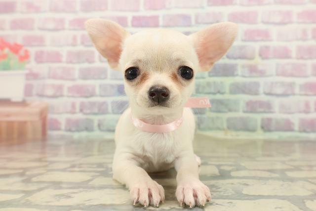 チワワ(スムースコート)