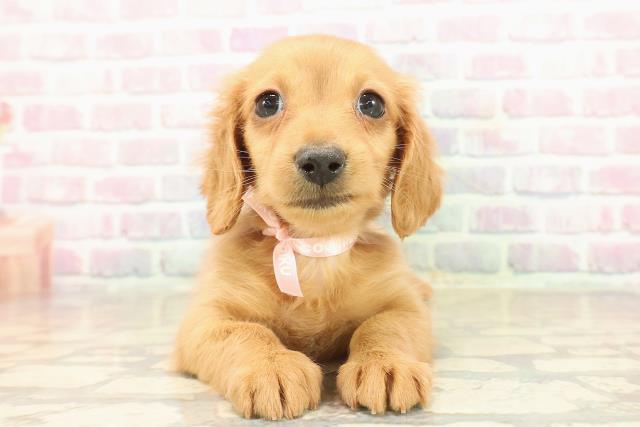 東京都のミニチュアダックスフンド(ロング) (Coo&RIKU八王子西店/2025年9月22日生まれ/女の子/ゴールド)の子犬の1枚目の画像