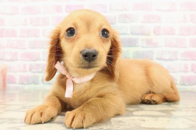 東京都のミニチュアダックスフンド(ロング) (Coo&RIKU八王子西店/2025年9月22日生まれ/女の子/ゴールド)の子犬の2枚目の画像