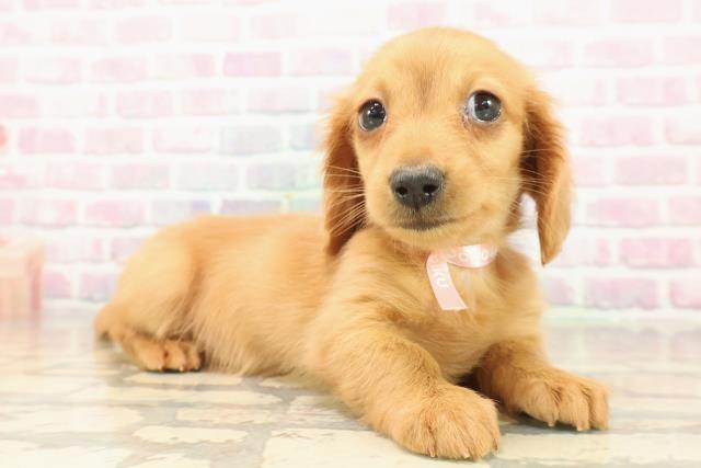 東京都のミニチュアダックスフンド(ロング) (Coo&RIKU八王子西店/2025年9月22日生まれ/女の子/ゴールド)の子犬の3枚目の画像