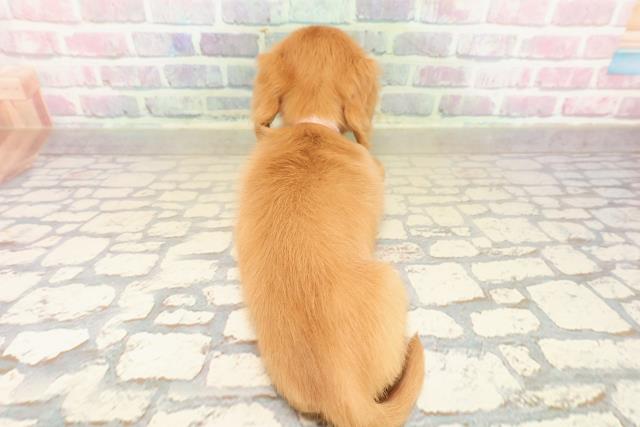 東京都のミニチュアダックスフンド(ロング) (Coo&RIKU八王子西店/2025年9月22日生まれ/女の子/ゴールド)の子犬の4枚目の画像