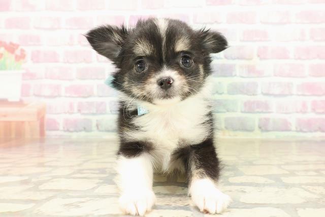 山梨県のチワワ(ロング) (Coo&RIKU甲府昭和通り店/2025年9月22日生まれ/男の子/ブラックタンホワイト)の子犬