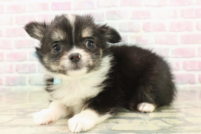 山梨県のチワワ(ロング) (Coo&RIKU甲府昭和通り店/2025年9月22日生まれ/男の子/ブラックタンホワイト)の子犬の2枚目の画像