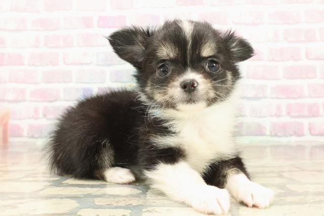 山梨県のチワワ(ロング) (Coo&RIKU甲府昭和通り店/2025年9月22日生まれ/男の子/ブラックタンホワイト)の子犬の3枚目の画像