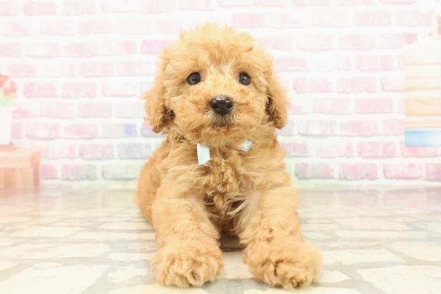 栃木県のトイプードル(トイ) (Coo&RIKUFKDインターパーク店/2025年9月24日生まれ/男の子/アプリコット)の子犬の1枚目の画像