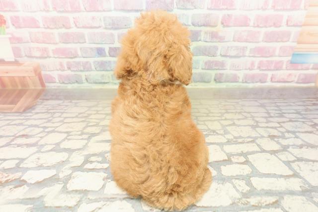 栃木県のトイプードル(トイ) (Coo&RIKUFKDインターパーク店/2025年9月24日生まれ/男の子/アプリコット)の子犬の4枚目の画像