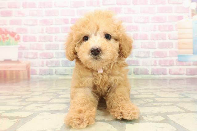 神奈川県のトイプードル(トイ) (Coo&RIKU藤沢店/2025年9月24日生まれ/女の子/アプリコット)の子犬の1枚目の画像