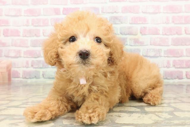 神奈川県のトイプードル(トイ) (Coo&RIKU藤沢店/2025年9月24日生まれ/女の子/アプリコット)の子犬の2枚目の画像