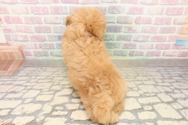 神奈川県のトイプードル(トイ) (Coo&RIKU藤沢店/2025年9月24日生まれ/女の子/アプリコット)の子犬の4枚目の画像