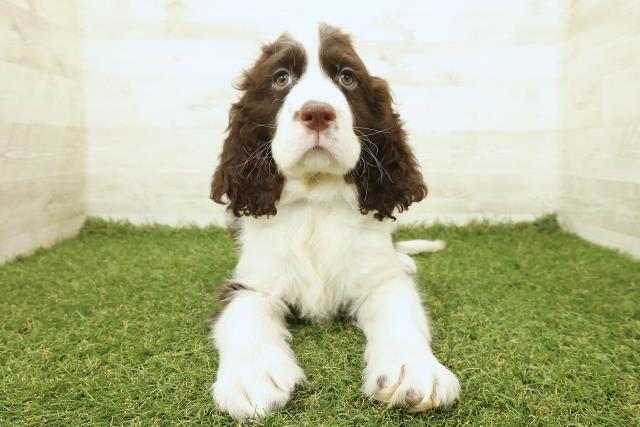 栃木県のイングリッシュスプリンガースパニエル (Coo&RIKUFKDインターパーク店/2025年9月19日生まれ/男の子/レバーホワイト)の子犬の1枚目の画像