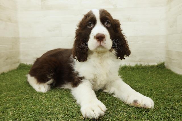 栃木県のイングリッシュスプリンガースパニエル (Coo&RIKUFKDインターパーク店/2025年9月19日生まれ/男の子/レバーホワイト)の子犬の3枚目の画像