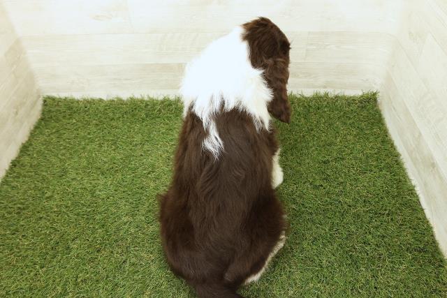 栃木県のイングリッシュスプリンガースパニエル (Coo&RIKUFKDインターパーク店/2025年9月19日生まれ/男の子/レバーホワイト)の子犬の4枚目の画像