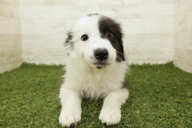 山梨県のボーダーコリー (Coo&RIKU甲府昭和通り店/2025年9月18日生まれ/女の子/ブラックホワイト)の子犬の1枚目の画像