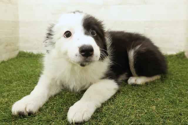 山梨県のボーダーコリー (Coo&RIKU甲府昭和通り店/2025年9月18日生まれ/女の子/ブラックホワイト)の子犬の2枚目の画像