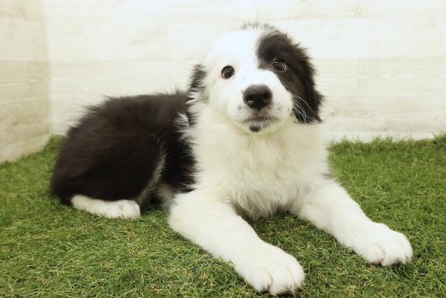 山梨県のボーダーコリー (Coo&RIKU甲府昭和通り店/2025年9月18日生まれ/女の子/ブラックホワイト)の子犬の3枚目の画像