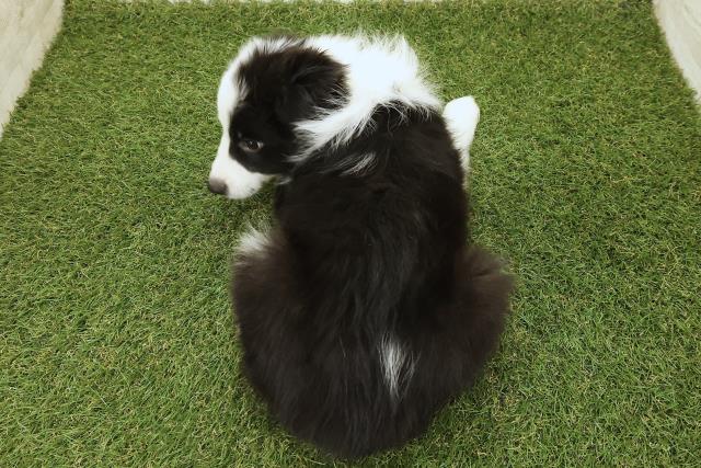 山梨県のボーダーコリー (Coo&RIKU甲府昭和通り店/2025年9月18日生まれ/女の子/ブラックホワイト)の子犬の4枚目の画像