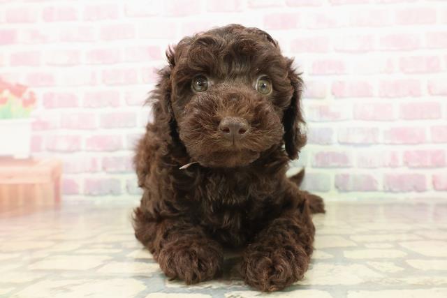 栃木県のトイプードル(トイ) (Coo&RIKU宇都宮店/2025年9月23日生まれ/女の子/ブラウン)の子犬の1枚目の画像