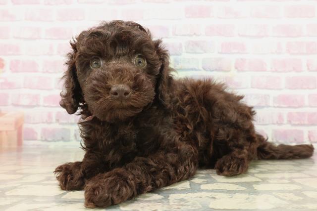 栃木県のトイプードル(トイ) (Coo&RIKU宇都宮店/2025年9月23日生まれ/女の子/ブラウン)の子犬の2枚目の画像