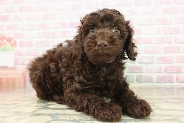 栃木県のトイプードル(トイ) (Coo&RIKU宇都宮店/2025年9月23日生まれ/女の子/ブラウン)の子犬の3枚目の画像