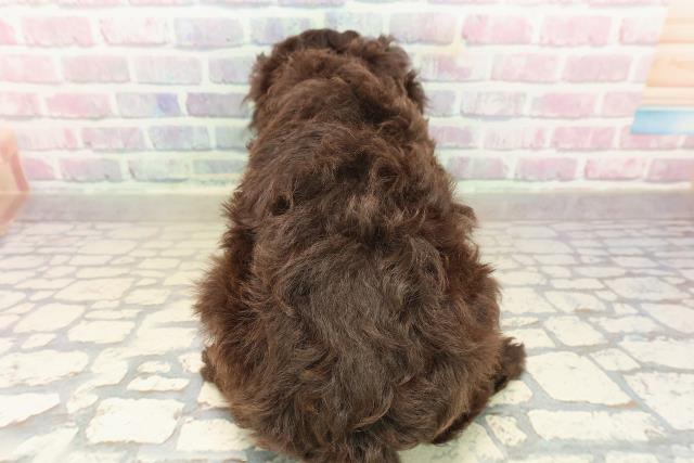 栃木県のトイプードル(トイ) (Coo&RIKU宇都宮店/2025年9月23日生まれ/女の子/ブラウン)の子犬の4枚目の画像