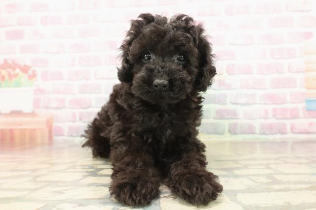 神奈川県のトイプードル(トイ) (Coo&RIKU小田原店/2025年9月23日生まれ/女の子/ブラック)の子犬の1枚目の画像